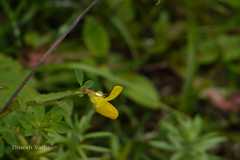 Lotus corniculatus